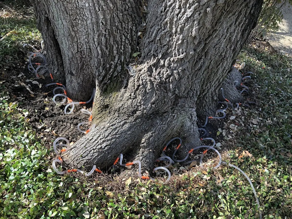 Detailed Tree Cabling and Bracing job site in North Buena Vista