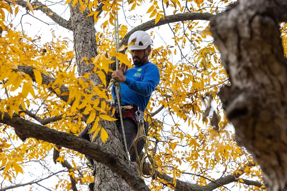 Skilled Tree Pruning crew working in North Buena Vista